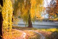 Autumn landscape on a sunny day. Yellow willow foliage over a pond in a city park Royalty Free Stock Photo