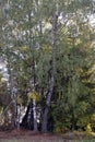 Autumn landscape. Tall birch trees on the edge of the forest on the edge of the field. Royalty Free Stock Photo