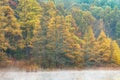 Autumn Tamaracks at Lake Edge Royalty Free Stock Photo