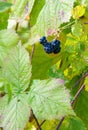 Autumn landscape. Texture, background, pattern. Blackberry. an e