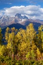 Autumn Landscape with birch forest and mountain peak Ushba Royalty Free Stock Photo