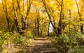 Autumn landscape trail in the forest Royalty Free Stock Photo