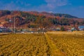 Autumn landscape of tree in field Royalty Free Stock Photo