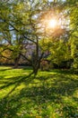 Autumn landscape tree with golden leaves in autumn and sunrays. Beautiful landscape with magic autumn trees and fallen leaves Royalty Free Stock Photo