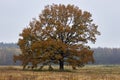 Autumn landscape: tree - oak. standing in front of the forest in a foggy day Royalty Free Stock Photo