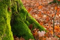 Old tree trunk with green moss and leaves at the foot of autumn Royalty Free Stock Photo