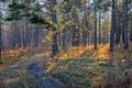 Autumn landscape, tree trunks and sun rays among them, forest road, withered grass. Late autumn, autumn mood, the beauty of nature Royalty Free Stock Photo