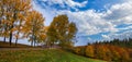 Autumn landscape. Trees along the road and forest with blue sky Royalty Free Stock Photo