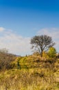 Autumn landscape, trees with colorful leaves, frost on green grass, autumn mountain in fog in the background. Royalty Free Stock Photo