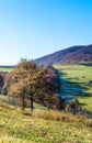 Autumn landscape, trees with colorful leaves, frost on green grass, autumn mountain in fog in the background. Royalty Free Stock Photo