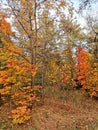 Autumn landscape with trees in colorful october wood