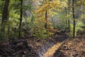 Autumn landscape with trees an a ditch Royalty Free Stock Photo