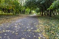 trees and fallen fall leaves in the city park Royalty Free Stock Photo