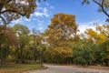 Trees and fallen fall leaves in the city park Royalty Free Stock Photo