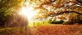 Foggy autumn landscape in bright sunlight