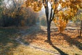 Autumn landscape. Trees, grass, trail, fog, hoarfrost, leaves, water, sunlight, sky