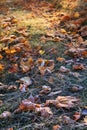 Autumn landscape. Trees, grass, trail, fog, hoarfrost, leaves, water, sunlight, sky