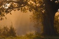 Autumn landscape, trees in the mist at dawn