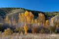 Yakutia. autumn landscape with birch grove trees and mountains Royalty Free Stock Photo