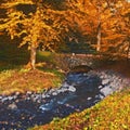 Autumn, landscape and trees in river with bridge, woods and natural environment with leaves, plants and rock. Stream Royalty Free Stock Photo