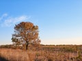 Autumn Landscape with Trees and Sky: Early fall landscape showing a tree with brightly colored leaves Royalty Free Stock Photo