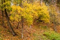 Autumn landscape. Autumn trees with yellow leaves on the hillside Royalty Free Stock Photo