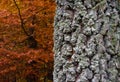 Autumn landscape with trunk