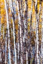 Autumn landscape. Trunks of young birches