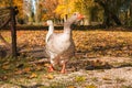 Autumn landscape with two geese in the park Royalty Free Stock Photo