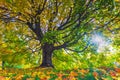 Autumn landscape under mapple tree. Colorful foliage in the fall park. Royalty Free Stock Photo