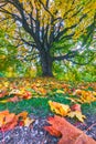 Autumn landscape under mapple tree. Colorful foliage in the fall park. Royalty Free Stock Photo