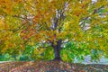 Autumn landscape under mapple tree. Colorful foliage in the fall park. Royalty Free Stock Photo