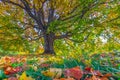 Autumn landscape under mapple tree. Colorful foliage in the fall park. Royalty Free Stock Photo