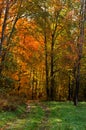 Autumn landscape with vertical orientation, the road going into the autumn forest