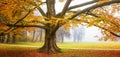 Autumn landscape - view of a foggy autumn park with fallen leaves Royalty Free Stock Photo