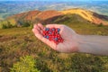 Autumn landscape - view of handful of berries in the palm of a tourist