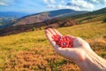 Autumn landscape - view of handful of berries in the palm of a tourist woman