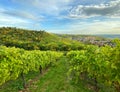 Autumn landscape vineyard countryside blue sky