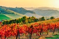 Autumn landscape, vineyards and hills at sunset. Modena, Italy