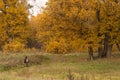 Autumn landscape. Walking on fall forest, park, yellow golden trees Royalty Free Stock Photo