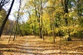Autumn landscape. Walkway in the deciduous forest on an autumn sunny day Royalty Free Stock Photo