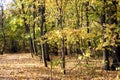 Autumn landscape. Walkway in the forest on an autumn sunny day Royalty Free Stock Photo