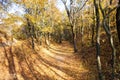 Autumn landscape. Walkway in the forest on an autumn sunny day Royalty Free Stock Photo