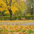 Autumn landscape. Warm autumn sunny day. Old bench under golden maple in sunny day, many fallen foliage. Seasons Royalty Free Stock Photo