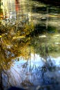 Autumn landscape in water