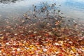 Red and yellow autumn leaves in water Royalty Free Stock Photo