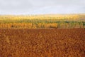 Autumn landscape. Wheat field and autumn forest with yellow leaves on the trees. Against the backdrop of the distant Sayan mounta Royalty Free Stock Photo