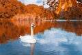 Autumn landscape white swan floating on the lake and the reflection of the autumn forest in the water Royalty Free Stock Photo