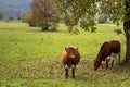 Autumn Landscape Wih Cows