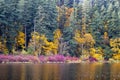 Autumn landscape of a wild forest in green-yellow-red colors with reflection in the water of the quiet forest lake Lacamas Royalty Free Stock Photo